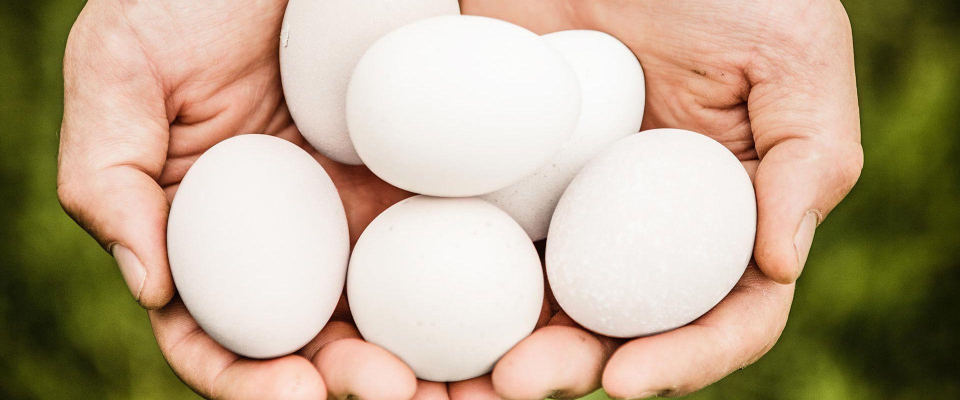 Meet your Ohio egg farmers